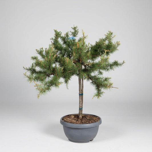 Fuglerede-ceder (Cedrus atlantica ‘Prostrata’) – 120-130 cm høj, 60-70 cm bred