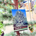 Indlæs billede i gallerivisning, Atlasceder (Cedrus atlantica ‘Glauca’) – 190 cm høj
