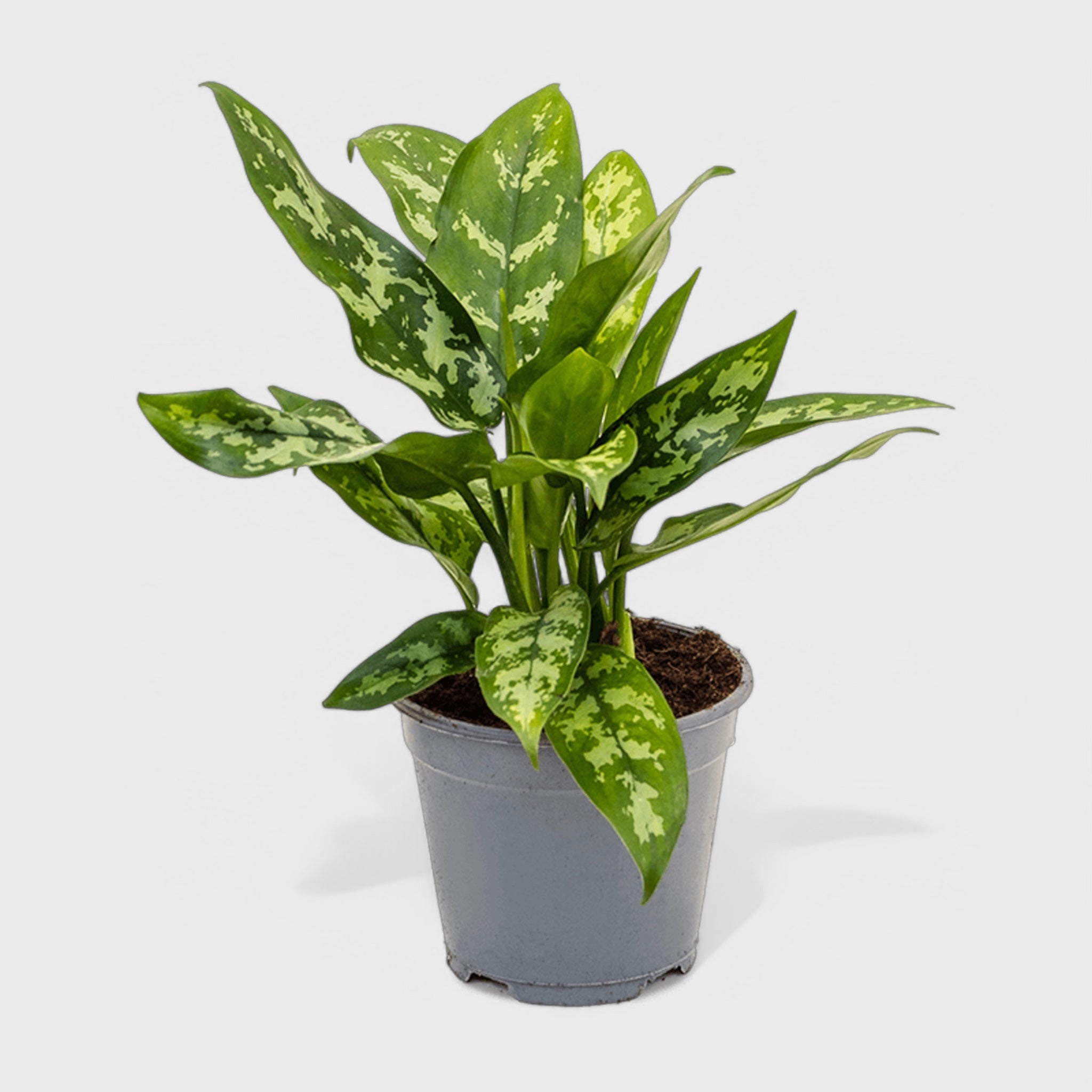 Aglaonema Maria stueplante med mørkegrønne blade, Ø13-14 cm, H25-35 cm – en elegant og nem plade til indendørs dekoration.