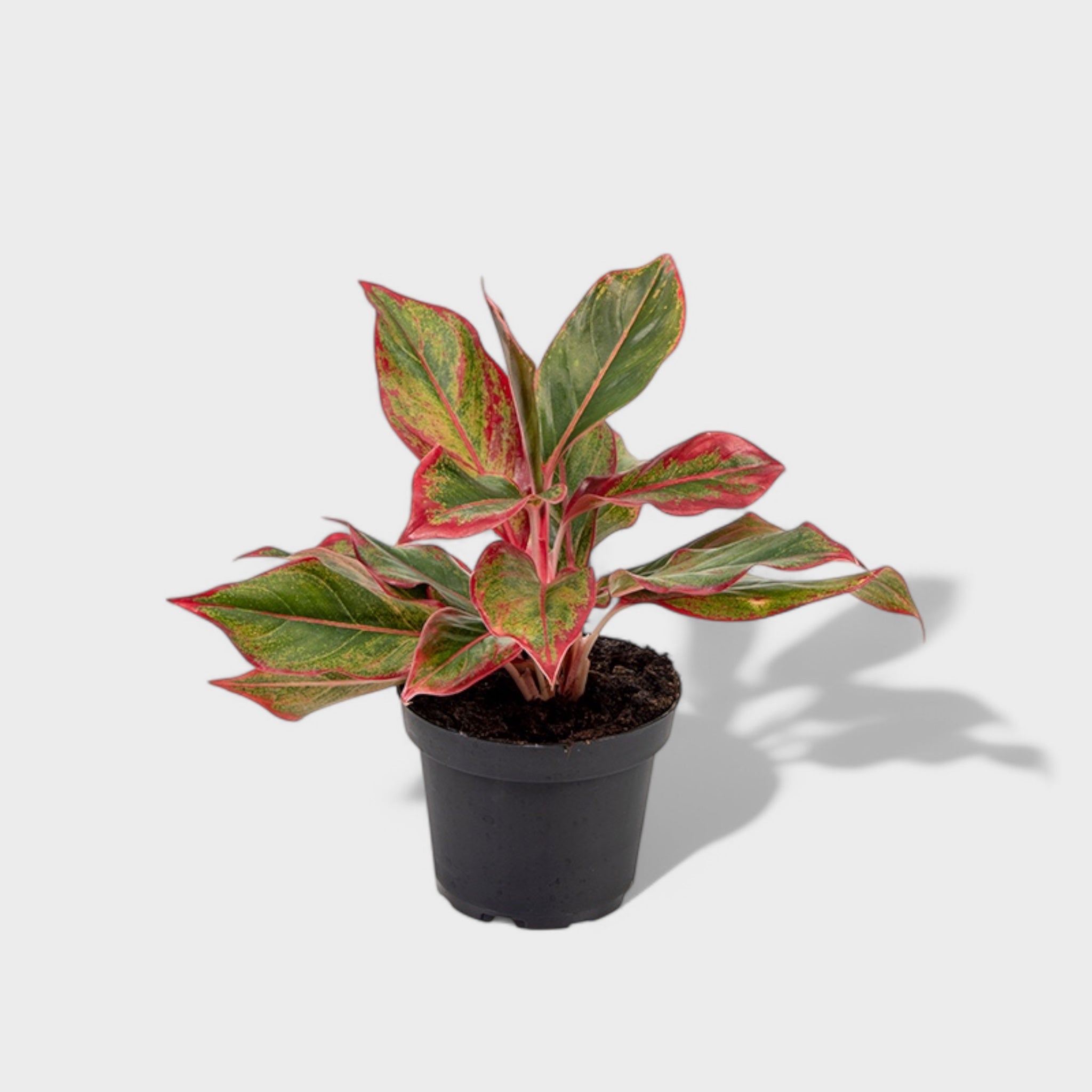 Aglaonema 'King of Siam' plante med slanke blade i grønne og rødrosa nuancer, ideel til indendørs brug.