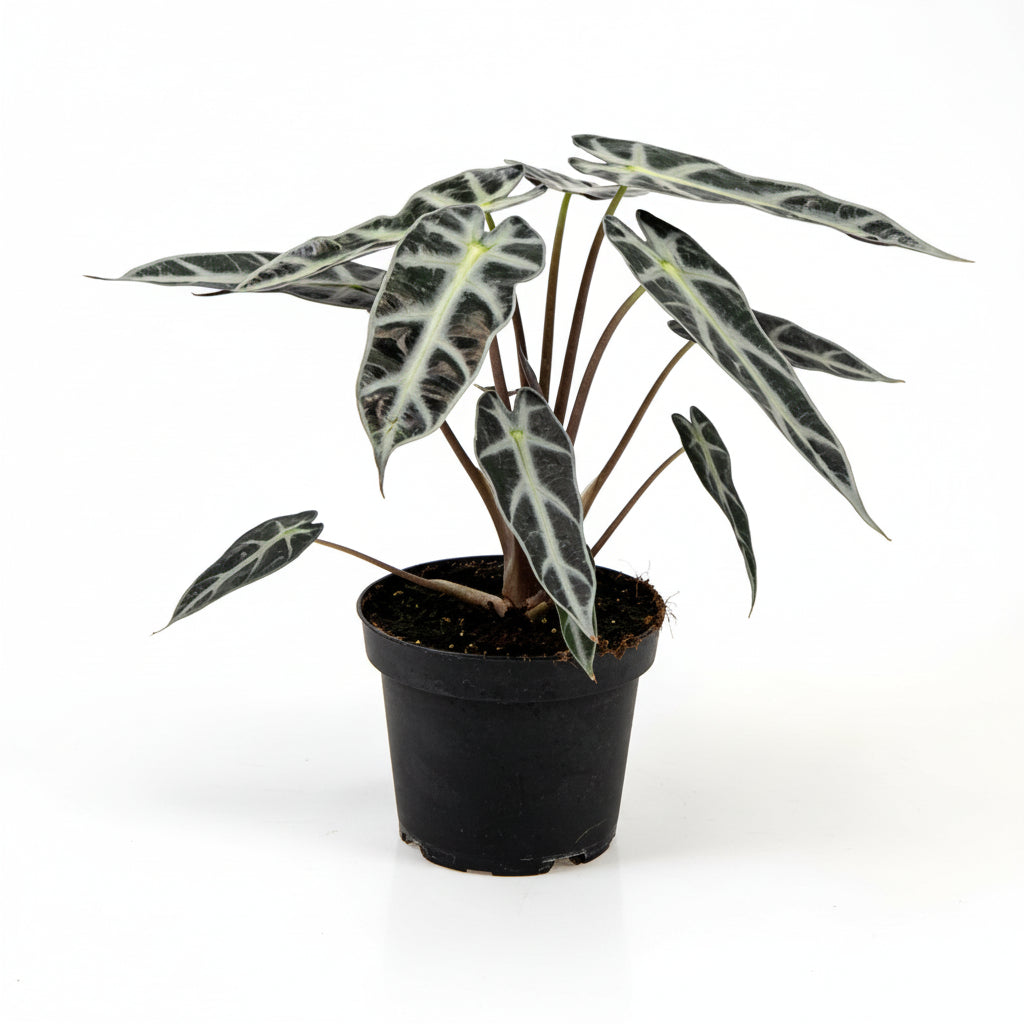 Elefantøre (Alocasia Bambino) i plastpotte – 20 cm høj, Ø10 cm