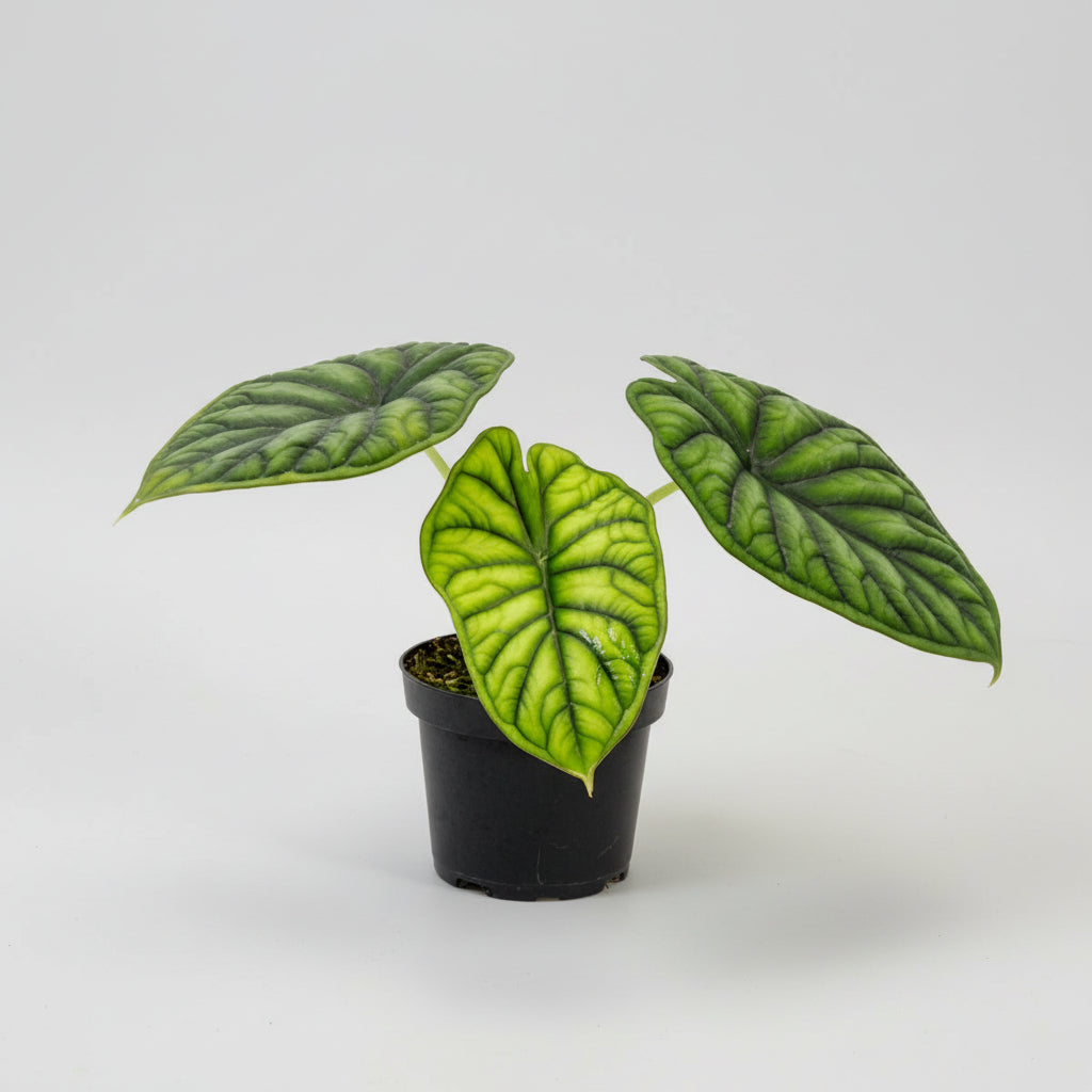 Elefantøre (Alocasia Dragon Scale) i plastpotte – 20 cm høj, Ø11 cm