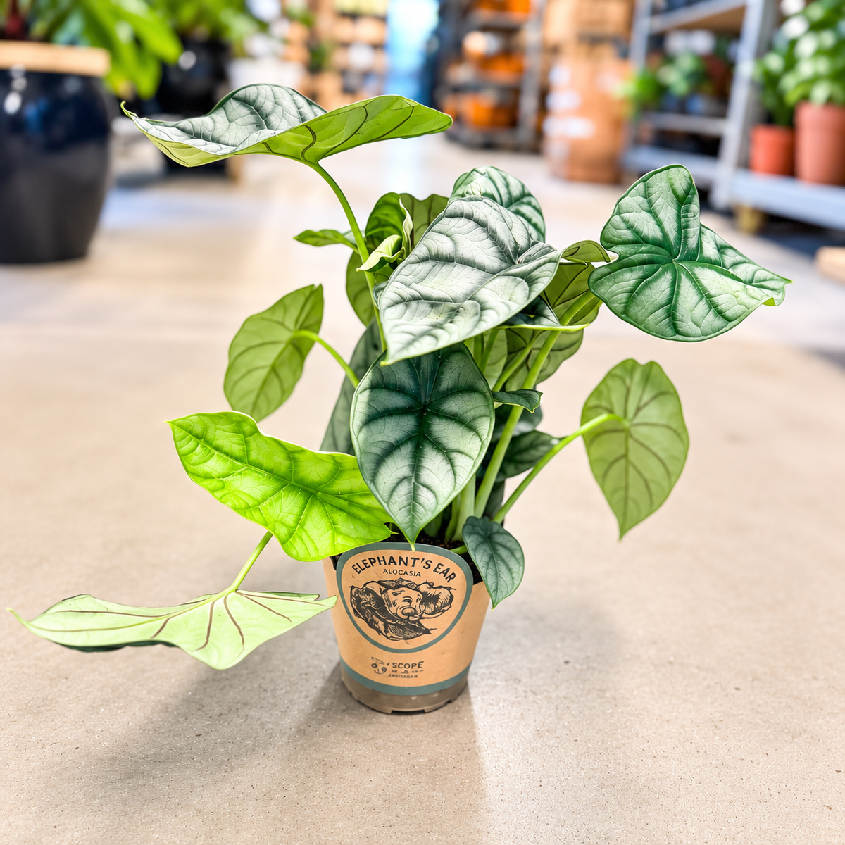 Alocasia ‘Silver Dragon’ 30–40 cm – sølvfarvet elefantøre