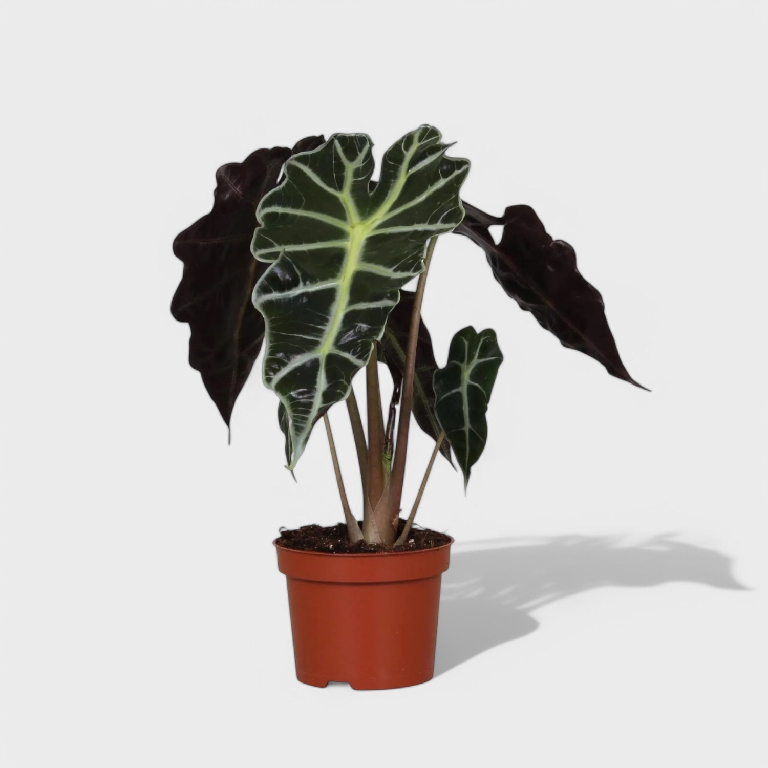 Alocasia x amazonica i en 12 cm potte med mørkegrønne blade og lyse årer, ideel til indendørs planter i lys placering.