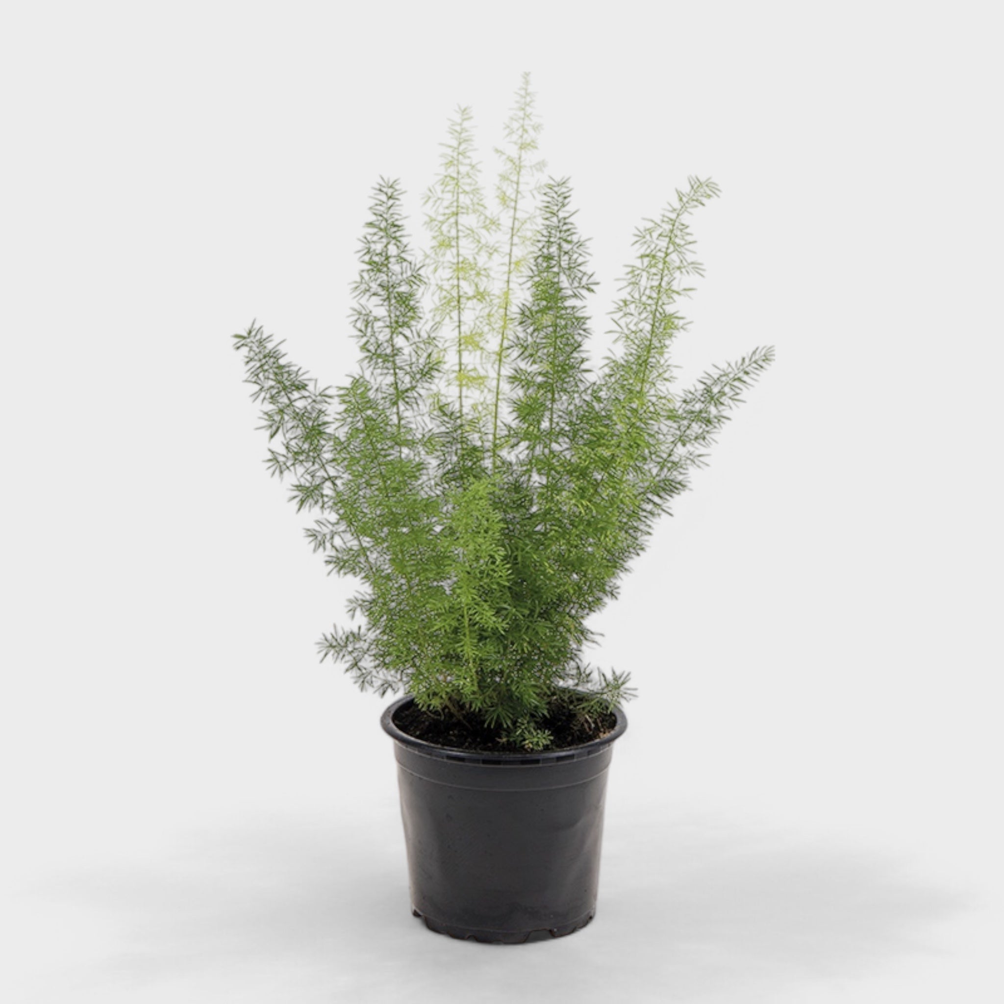 Asparagus Meyeri, dekorativ rævehale-asparges i Ø12 cm potte med bløde, nålelignende blade, der skaber et elegant og luftigt udtryk.