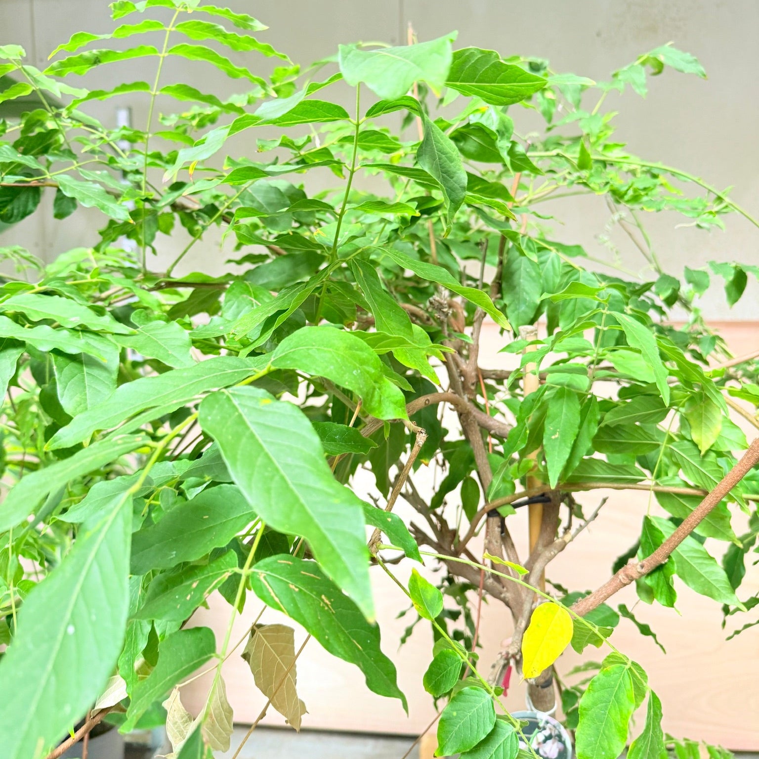 Blåregn (Wisteria) opstammet som paraply – 170–180 cm høj