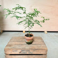Indlæs billede i gallerivisning, Albizia julibrissin (Silketræ) – 60 cm høj
