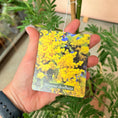 Indlæs billede i gallerivisning, Second Hand Mimosa – Acacia dealbata Sølv-Akazie 210 cm med Duftende Gule Blomster fra Århus
