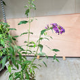 Indlæs billede i gallerivisning, Sommerfuglebusk (Buddleja davidii) – 130 cm høj
