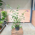 Indlæs billede i gallerivisning, Sommerfuglebusk (Buddleja davidii) – 130 cm høj
