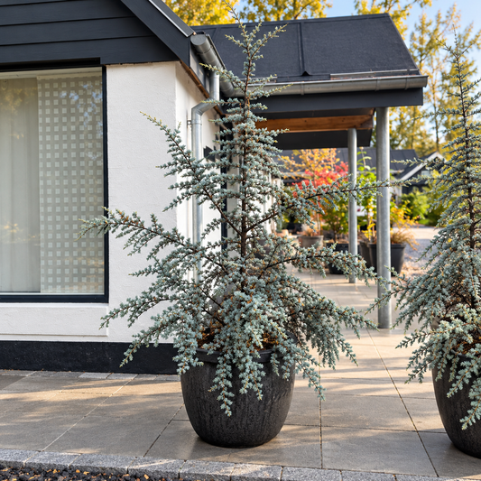 Second Hand Ceder – Cedrus ca. 220 cm | Genbrugsplante