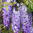 Indlæs billede i gallerivisning, Blåregn (Wisteria) – 160 cm høj
