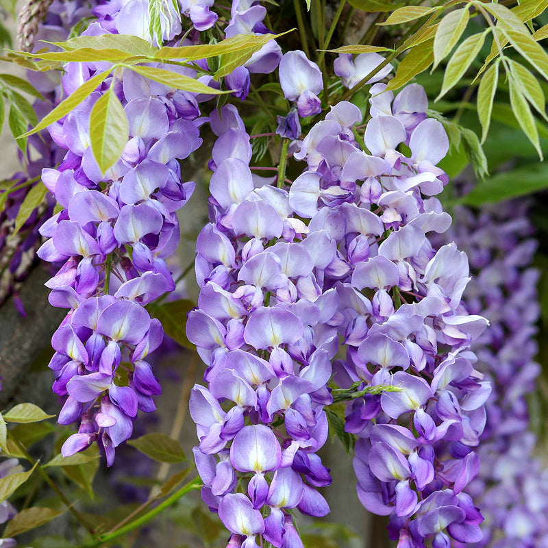 Blåregn (Wisteria) – 160 cm høj