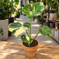 Indlæs billede i gallerivisning, Monstera ‘Thai Constellation’ 45–50 cm inkl. lerkrukke
