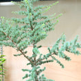 Indlæs billede i gallerivisning, Atlasceder (Cedrus atlantica ‘Glauca’) – 190 cm høj
