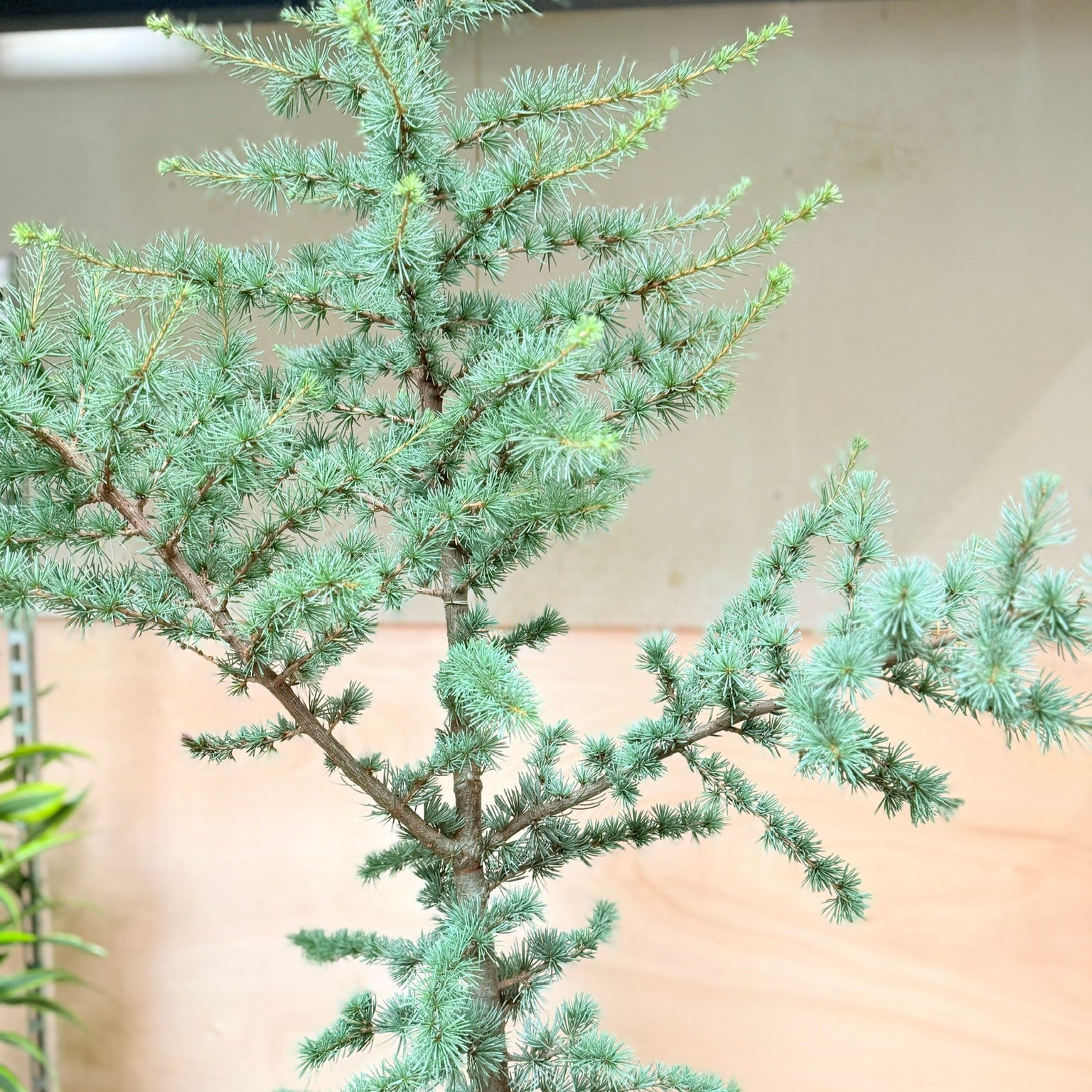 Atlasceder (Cedrus atlantica ‘Glauca’) – 190 cm høj
