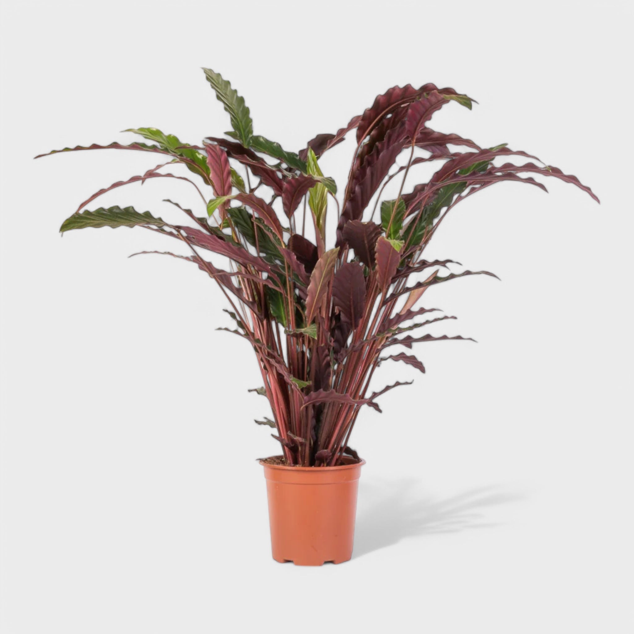 Calathea Rufibarba med bølgende fløjlsbløde blade i Ø12 cm potte, højde ca. 45 cm.