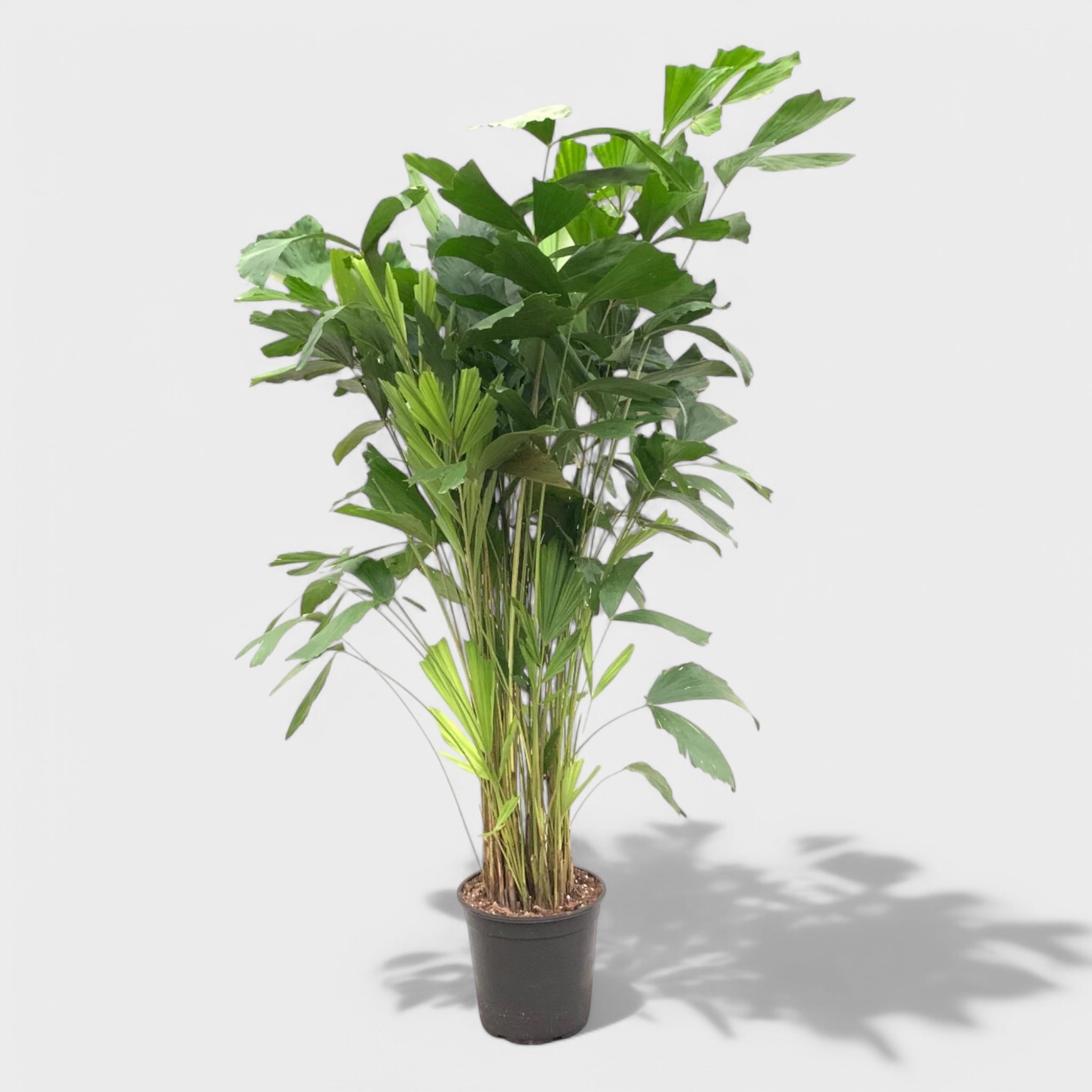 Caryota mitis Bush, en imponerende fiskehalepalme i Ø30 cm potte, højde 130-140 cm, med karakteristiske fiskehalelignende blade, perfekt til indendørs brug.