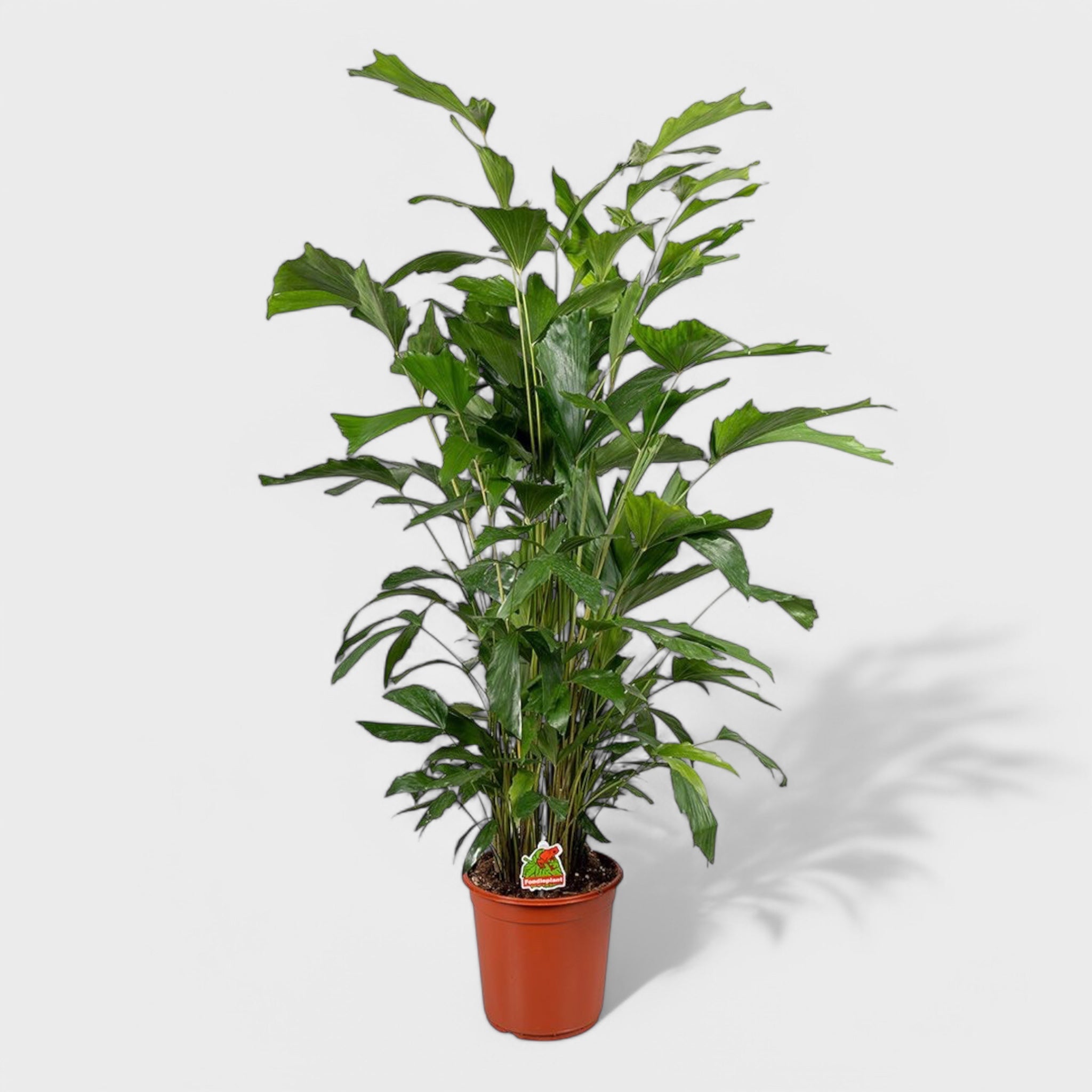 Caryota mitis fiskehalepalme i Ø27 cm potte, 100-120 cm høj, med unikke blade, perfekt som gulvplante til stue eller kontor.