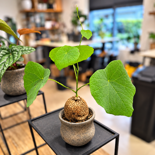 Knoldplante 30-40 cm – dekorativ plante