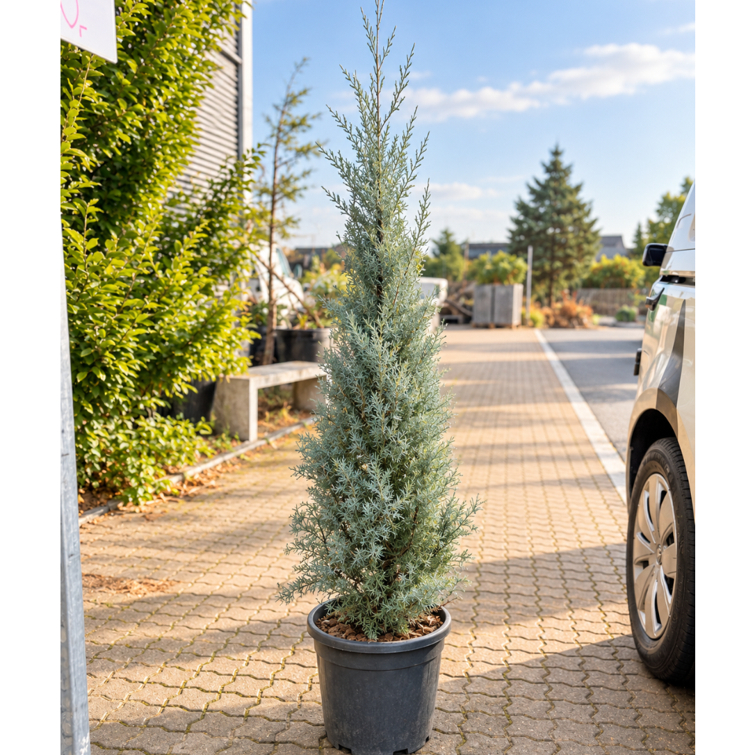 Arizona Cypres – Cupressus arizonica, Ca. 150 cm til Have og Terrasse