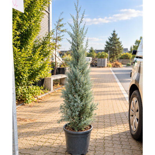 Arizona Cypres – Cupressus arizonica, Ca. 150 cm til Have og Terrasse