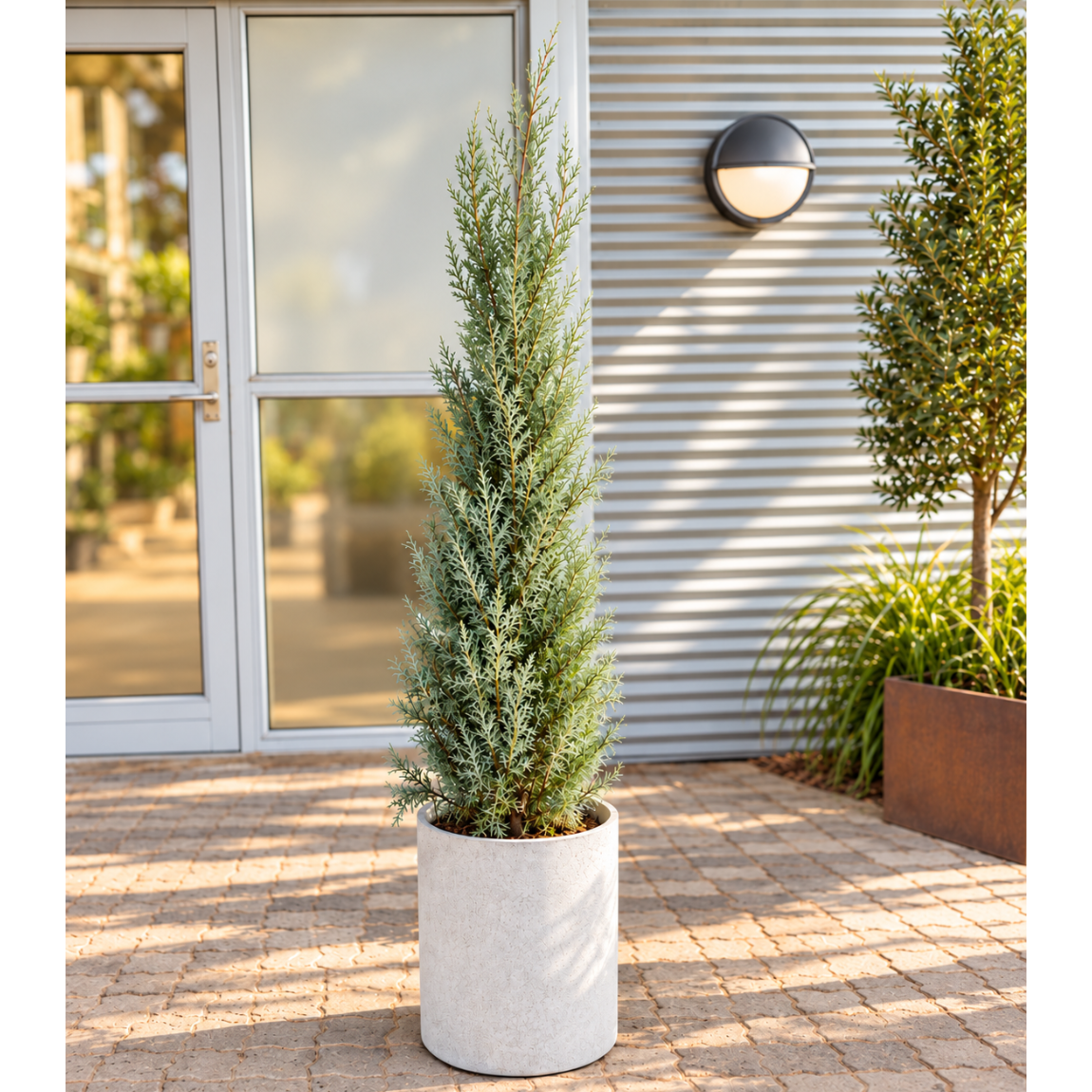 Cypres komplet tilplantet i cementkrukke – ca. 160 cm