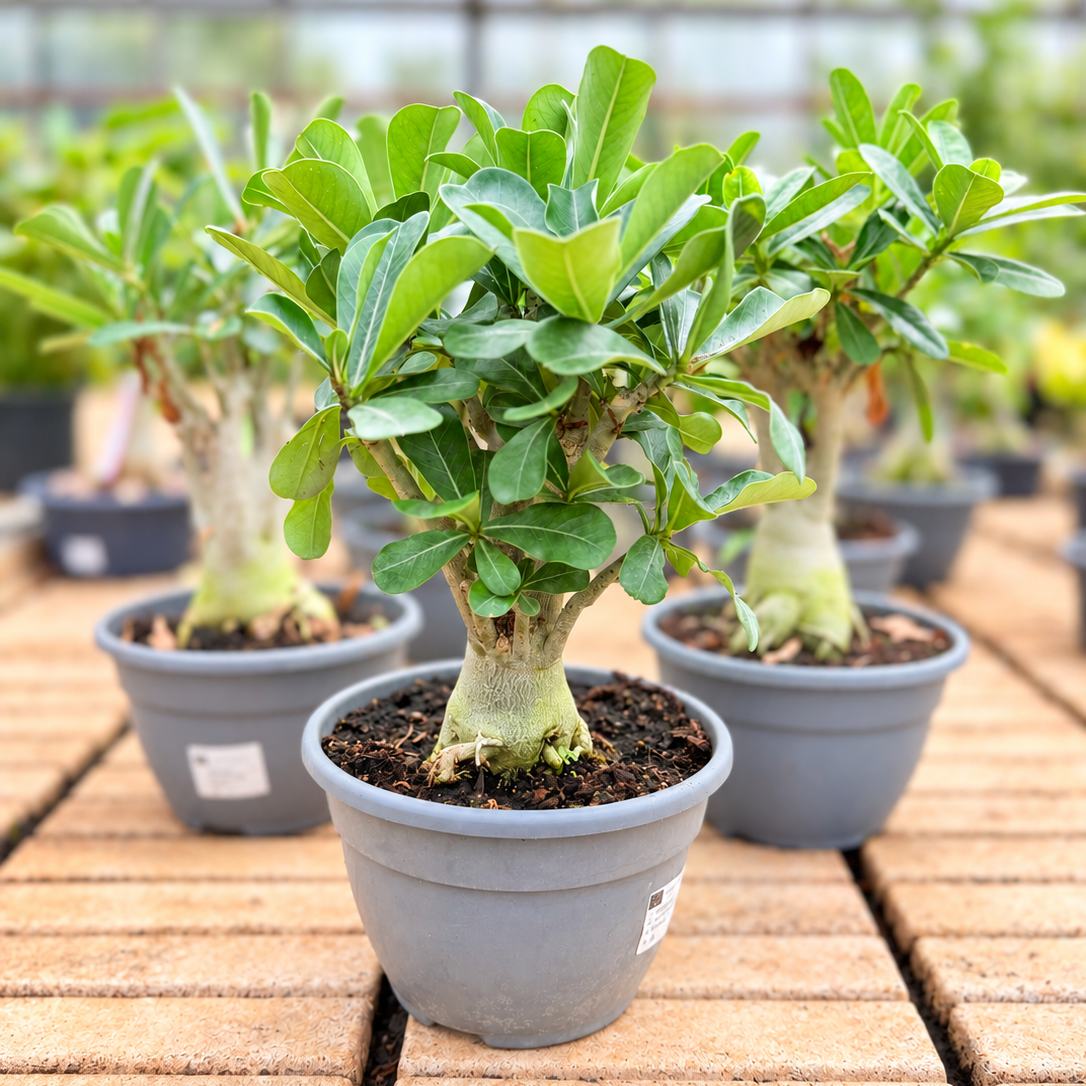 Adenium – Ørkenrose med Rød Blomst, 45-50 cm til Inde og Terrasse