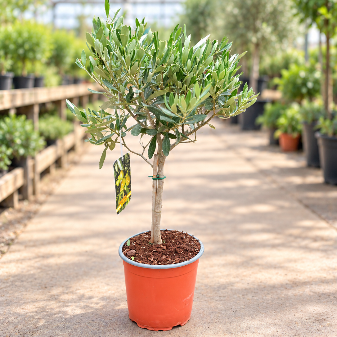 Olea europaea – Mini Oliventræ, Ca. 60 cm til Terrasse og Altan