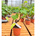 Indlæs billede i gallerivisning, Bonsai-Vin – Vindrueplante i Bonsai-Stil, 50-60 cm til Inde og Terrasse
