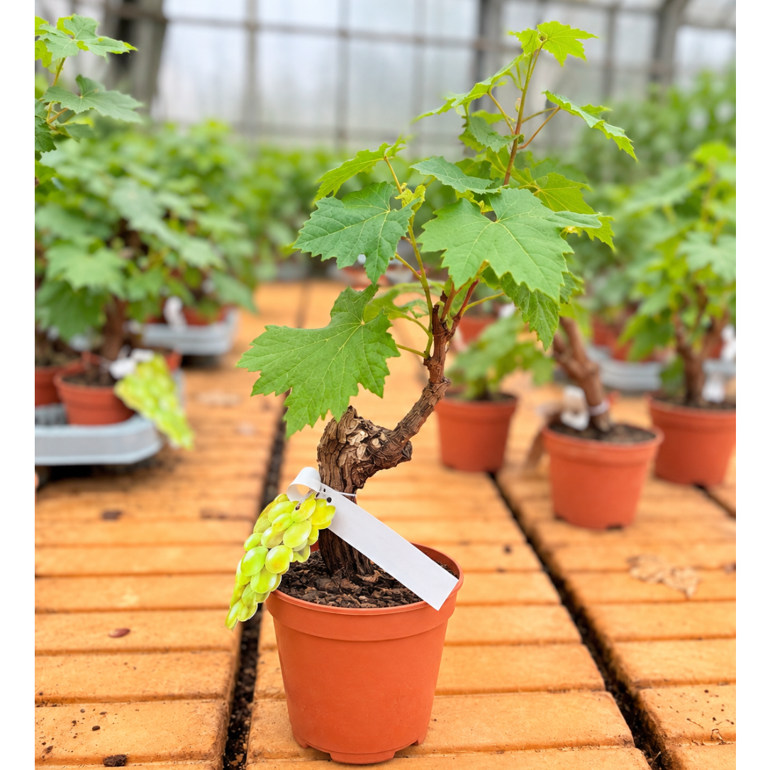 Bonsai-Vin – Vindrueplante i Bonsai-Stil, 50-60 cm til Inde og Terrasse