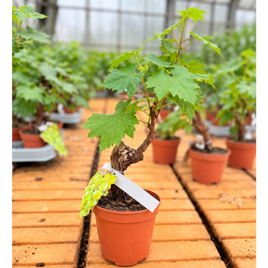 Bonsai-Vin – Vindrueplante i Bonsai-Stil, 50-60 cm til Inde og Terrasse