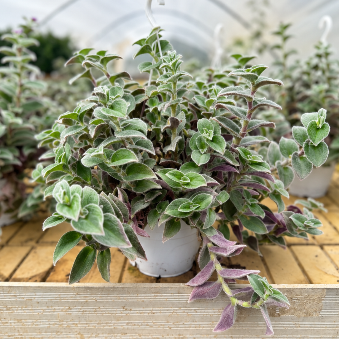 Tradescantia – Farverig Stueplante i Ampel, Ø40-45 cm i ø18 Potte