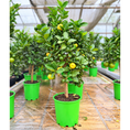 Indlæs billede i gallerivisning, Citrus – Vælg Mellem Spiselime, Citron, Appelsin eller Mandarin, 80-100 cm i ø20
