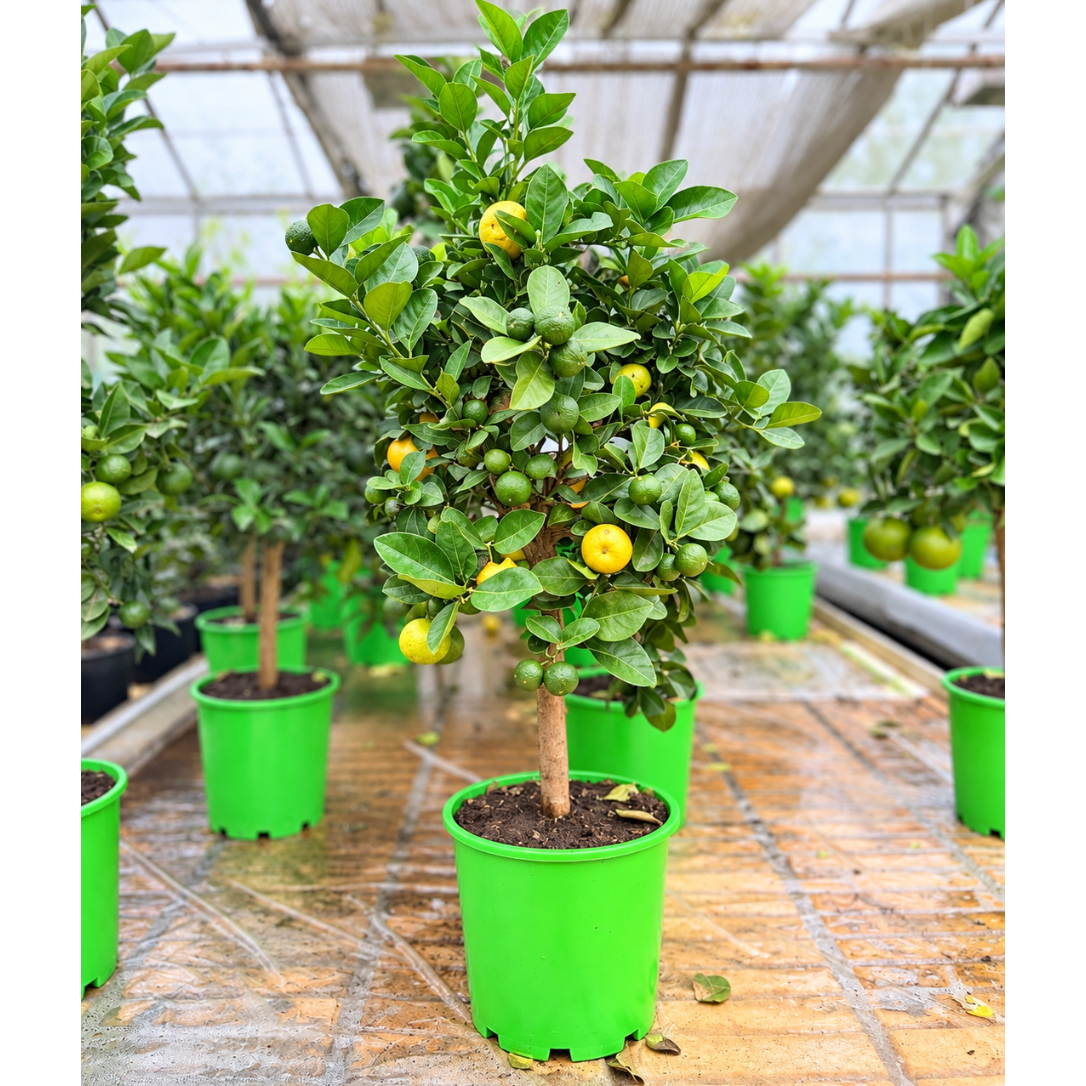 Citrus – Vælg Mellem Spiselime, Citron, Appelsin eller Mandarin, 80-100 cm i ø20
