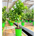 Indlæs billede i gallerivisning, Citrus – Vælg Mellem Spiselime, Citron, Appelsin eller Mandarin, 80-100 cm i ø20

