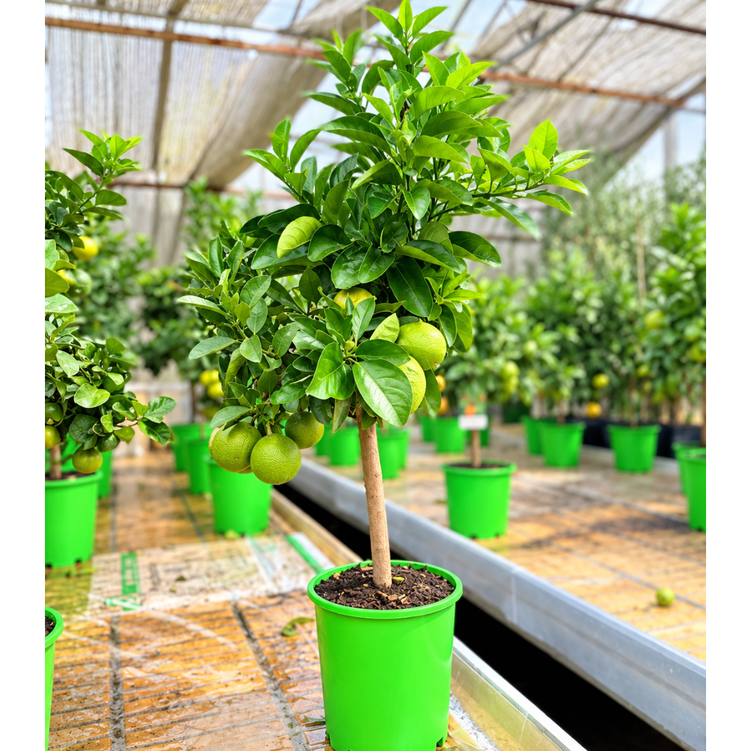 Citrus – Vælg Mellem Spiselime, Citron, Appelsin eller Mandarin, 80-100 cm i ø20