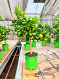 Indlæs billede i gallerivisning, Citrus – Vælg Mellem Spiselime, Citron, Appelsin eller Mandarin, 80-100 cm i ø20
