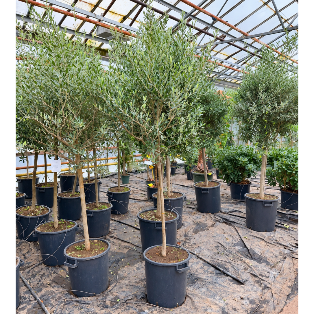 Olea europaea – Oliventræ, 200-225 cm i ø35 Potte til Terrasse og Have
