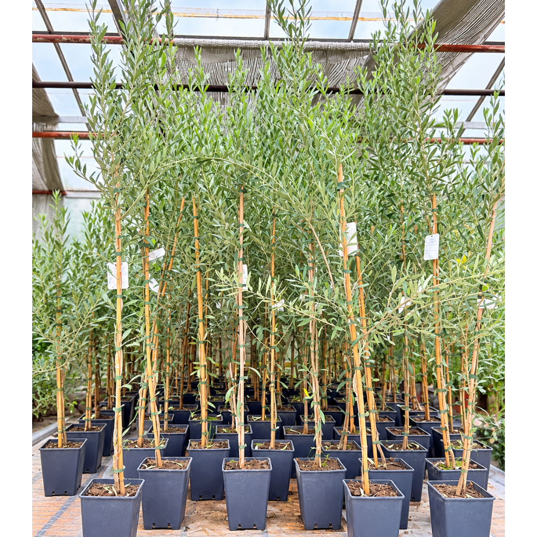 Olea europaea – Oliventræ, 150-175 cm til Terrasse og Have