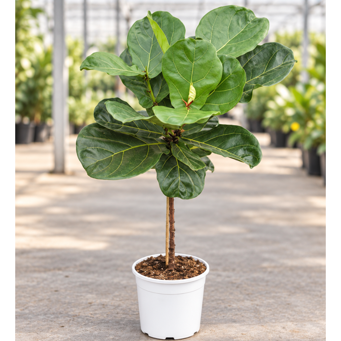 Ficus lyrata – Opstammet Fiolinfigen, 90-100 cm til Stue og Kontor