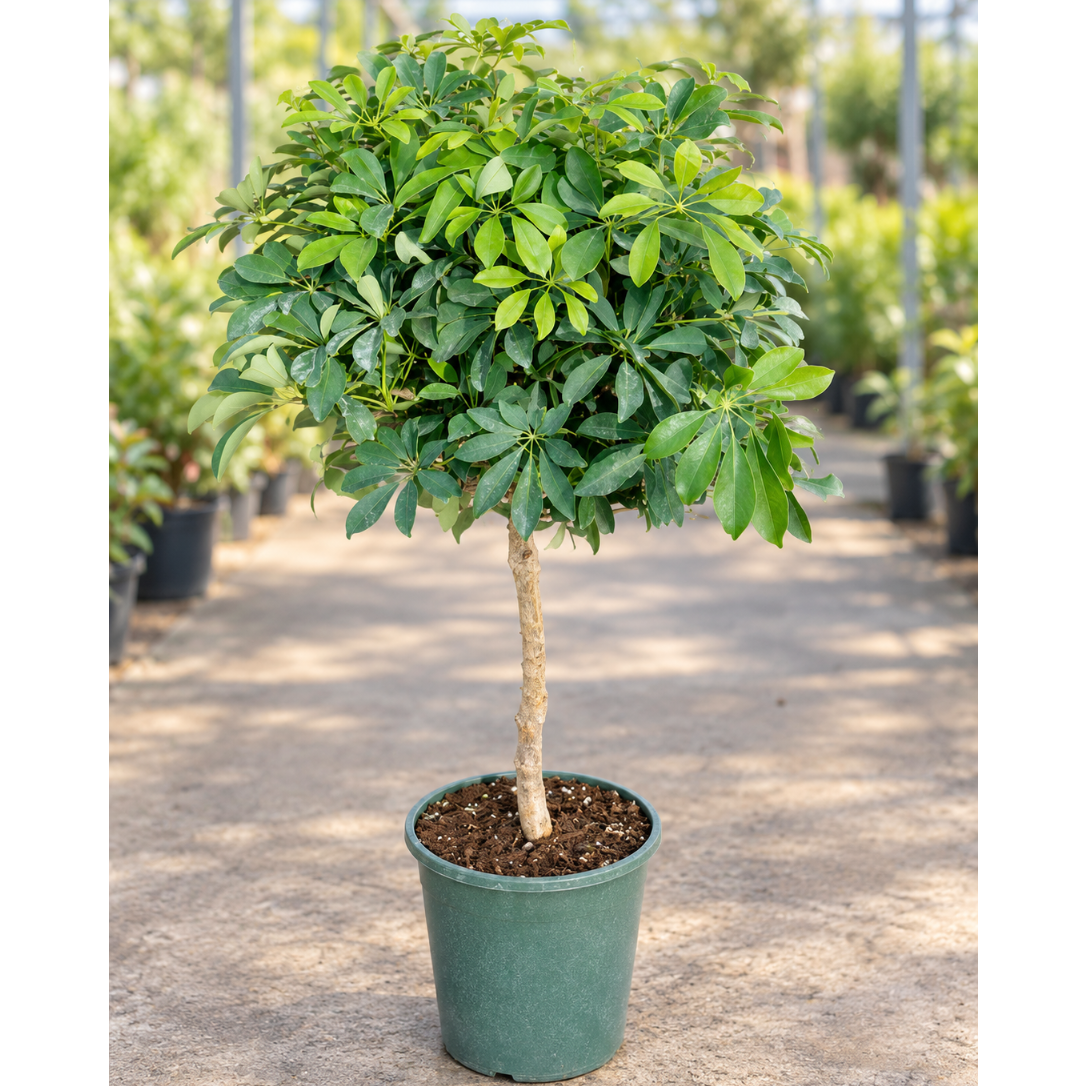 Schefflera arboricola – Stor Paraplyplante, Ca. 150 cm i ø32 Potte