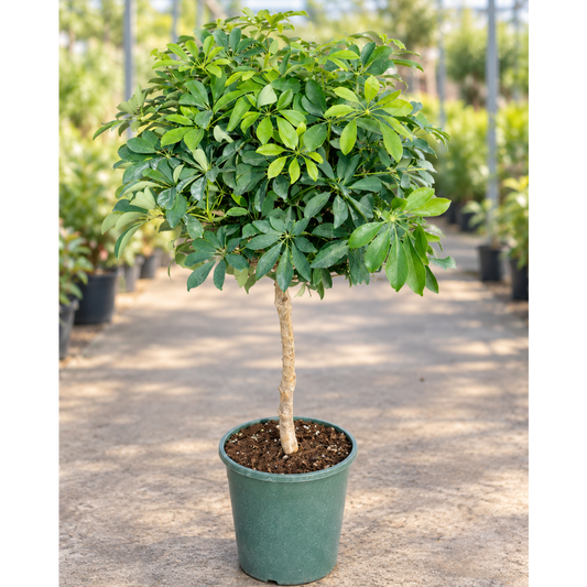 Schefflera arboricola – Stor Paraplyplante, Ca. 150 cm i ø32 Potte