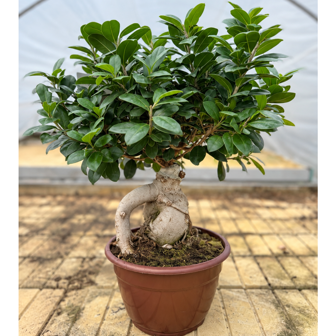 Ficus microcarpa – Bonsai i ø25 Potte til Stue og Kontor
