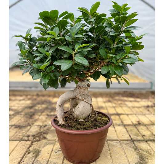Ficus microcarpa – Bonsai i ø25 Potte til Stue og Kontor