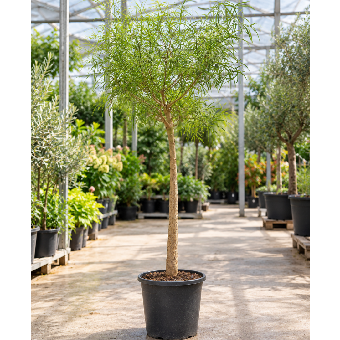 Brachychiton – Australsk Kærlighedstræ, 190-210 cm i ø45 Potte til Have og Terrasse