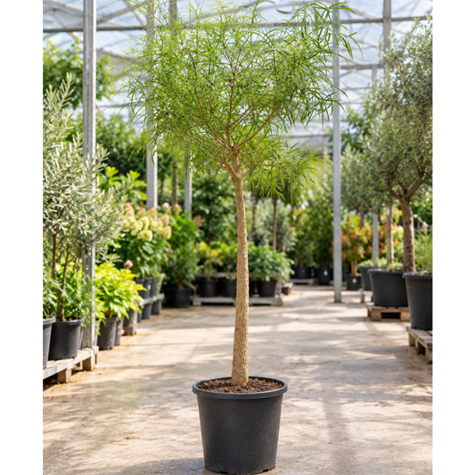 Brachychiton – Australsk Kærlighedstræ, 190-210 cm i ø45 Potte til Have og Terrasse