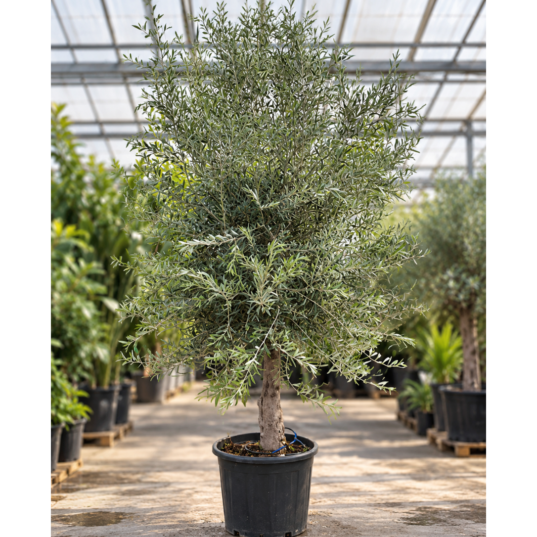Olea europaea – Monumentalt Oliventræ, 265 cm, 30-40 cm Stammeomfang i ø55 Potte