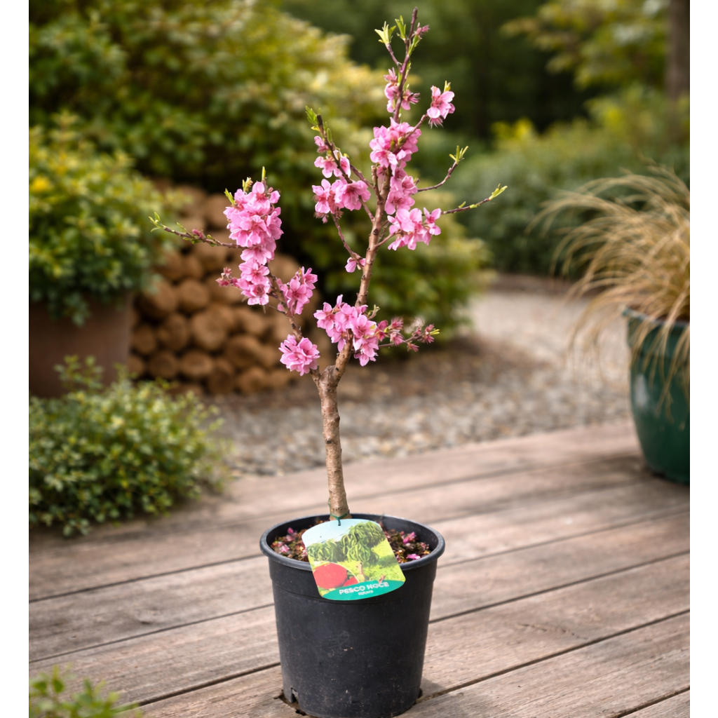 Dværg Ferskentær – Blomstrende Mini Frugttær med Lysîrøde Blomster (Prunus persica, ca. 60 cm)