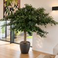 Indlæs billede i gallerivisning, Second Hand Ficus benjamina – Stuebirkefigen 320 cm i Stor Krukke
